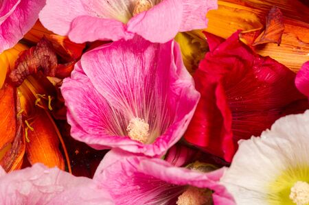 Different flowers. Still life. a painting or drawing of an arrangement of objects, typically...
