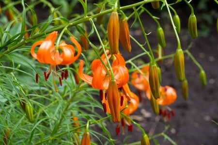 Lilium members of which are true lilies is a genus of herbaceous flowering plants growing from bulbs, all with large prominent flowers. Lilies are a group of flowering plants that are important の写真素材