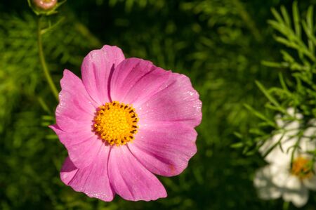 Cosmos is native to scrub and meadowland in Mexico where most of the species occur, as well as the United States, as far north as the  Pennsula in Washington, Central America,の写真素材