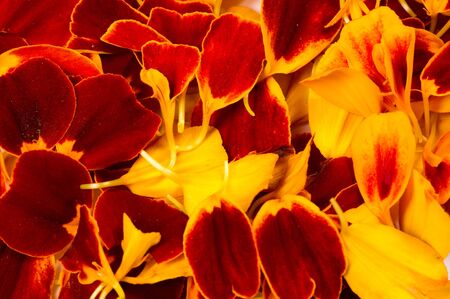 texture background. Pattern of flower petals. Calendula are very important in Nepalese culture, where garlands for marigolds are used in almost every house, especially during the festival in Tiharの写真素材