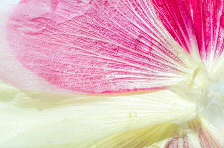 Malva is a genus in the Malvaceae family from which he is the genus of the genus, one of the most closely related genera in the family bearing the common English familial malva,の写真素材