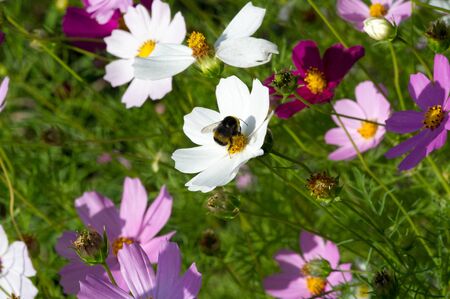 Flowers Cosmos is native to scrub and meadows in Mexico, where most species are found, as well as the United States, as far north as the  Peninsula in Washington, Central America,の写真素材