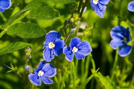 Geranium pratense, the meadow crane's-bill or meadow geranium, is a species of flowering plant in...