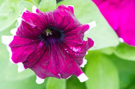 Petunia flowering plants from South America origin A popular flower with the same name received its epithet from the French, who took the word petun which means tobacco from the Tupi-Guaranix languageの写真素材
