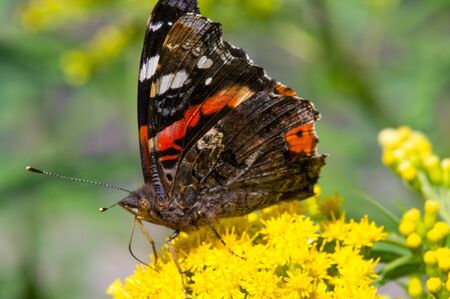 flower of Solidago commonly called goldenrods comes from North America including Mexico native to South America and Eurasia Butterfly Vanessa atalanta the red admiral or previously the red admirableの写真素材