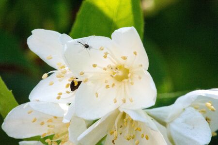 Philadelphus They are named mock-orange in reference to their flowers, which in wild species look somewhat similar to those of oranges and lemons Citrus at first glance,  flowers and jasmine Jasminumの写真素材