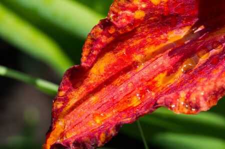 Lilies Lilium Lily - Flowers are large, often fragrant, and are presented in a wide range of colors, including white, yellow, oranges, pink, red and purple. Marking includes spots and brush strokes.の写真素材