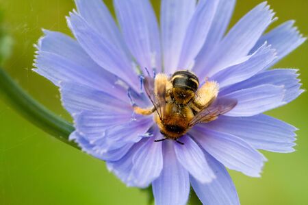 Blue cornflower Its popularity in the United States, Canada, Britain and Australia was so high that...