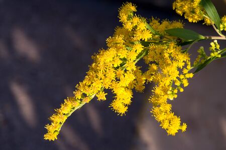 The Saltago flower, commonly called a golden tree, comes from North America, including people from...
