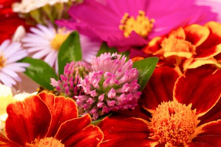 A composition from bright various colors, a bright colorful autumn bouquet from the blossoming of...