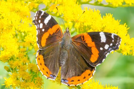 Solidago, commonly called goldenrods,  used in a traditional kidney tonic by practitioners of herbal...