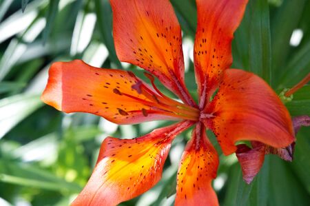 Lilium members of which are true lilies is a genus of herbaceous flowering plants growing from bulbs, all with large prominent flowers. Lilies are a group of flowering plants that are importantの写真素材