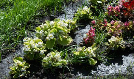 Floral landscaping brings a riot of color to city's streets, City beds with flowers, environmental...