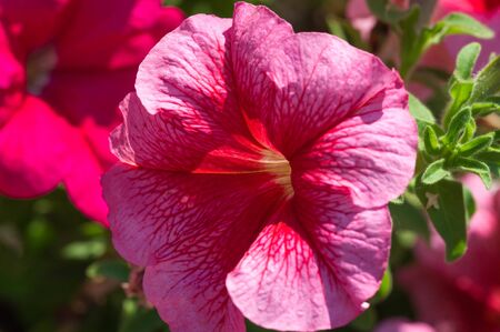 Petunia The Mayan and Incas believed that petunias have the power to chase away (with their odor) the underworld monsters and spirits. Their flower-beds were bunched together for magical drinks.の写真素材