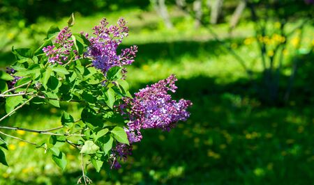 Syringa lilac species of flowering woody plants in the olive family native to woodland and scrub...