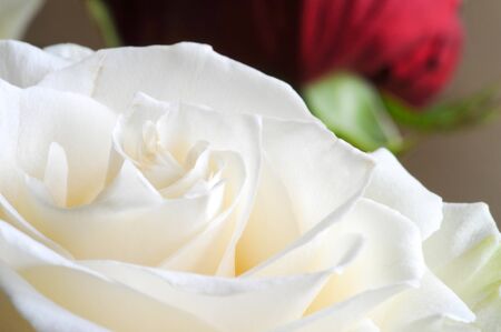 roses flowers. A plant with beautiful large fragrant flowers and a stalk, usually covered with spines. a prickly bush or shrub that usually carries red, pink, yellow or white fragrant flowersの写真素材