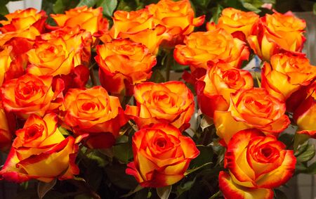 Bouquet of flowers. an attractively arranged bunch of flowers, especially one presented as a gift or carried at a ceremony.   nose, flavourの写真素材