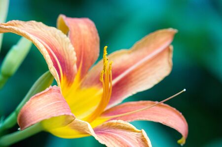 Lilies Lilium Lily - Flowers are large, often fragrant, and are presented in a wide range of colors, including white, yellow, oranges, pink, red and purple. Marking includes spots and brush strokes.の写真素材