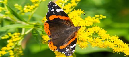 Solidago, commonly called goldenrods,  used in a traditional kidney tonic by practitioners of herbal medicine to counter inflammation. butterfly Vanessa atalanta, the red admiralの写真素材