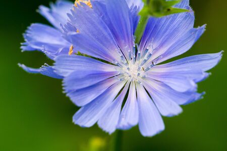 Blue cornflower Its popularity in the United States, Canada, Britain and Australia was so high that it became a symbol of Corning Glass Works.の写真素材