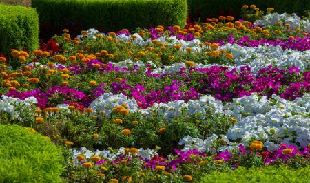 Floral landscaping brings a riot of color to city's streets, City beds with flowers, environmental responsibility and beautification through community participation and the challenge of competition.の写真素材