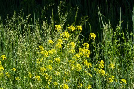 The grass is green, the lawn is not trimmed, the young shoots of grass. vegetation consisting of...