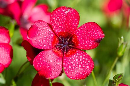 Coreopsis calliopsis and tickseed. Native North American coreopsis can be found in two habitats In the wild they can be found growing along roadsidesの写真素材