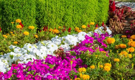 Floral landscaping brings a riot of color to city's streets, City beds with flowers, environmental responsibility and beautification through community participation and the challenge of competition.の写真素材