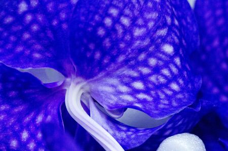 A flower bouquet is a collection of flowers in a creative arrangement. Flower bouquets can be arranged for the decor of homes or public buildings, or may be handheld.の写真素材