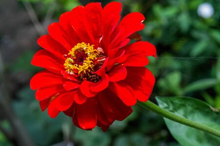flower Zinnia They are native to the scrub of the Southwest United States to South America with a center of diversity in Mexico Butterfly Vanessa atalanta the red admiral or previously red admirableの写真素材