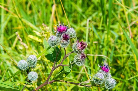 Arctium lappa, commonly referred to as a big burdock, edible burdock, beggarâs buttons, a thorny burr, or a happy major is used as a vegetable. the highest atomic soils in North America Australiaの写真素材