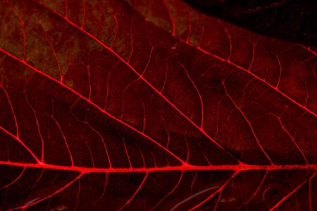 A beautiful plant with red leaves. From above against the lightの写真素材