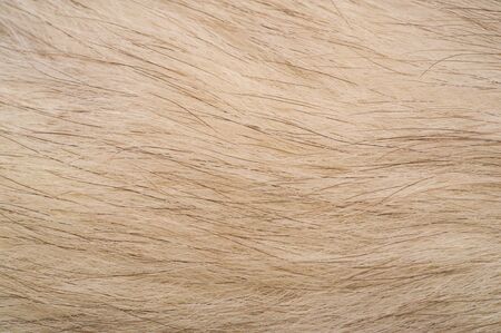 Texture background, pattern. Fox fur, Polar fox with valuable fur. gray color, and also the fur.の写真素材