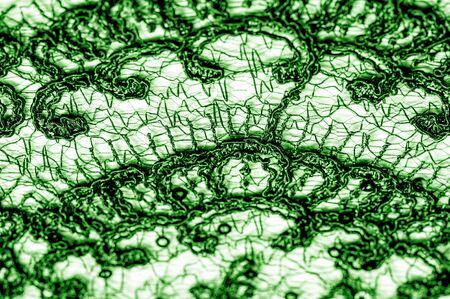 Texture, pattern, lace fabric in green on a white background. This is a subtle and classy lace of...