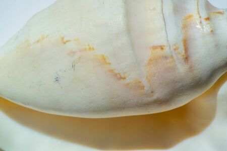 A seashell or sea shell,, also known simply as a shell, is a hard protective outer layer created by...