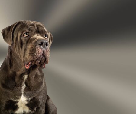 Cane Corso from the Italian cane dog and the âcorsoâ from the Latin âCohorsâ, meaning âprotectorâ, is a large Italian dog breed, highly valued in Italy for years as a companion and guardの写真素材