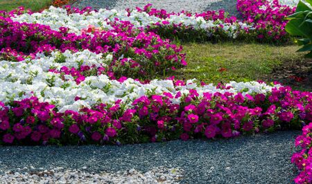 Floral landscaping brings a riot of color to city's streets, City beds with flowers, environmental responsibility and beautification through community participation and the challenge of competition.の写真素材