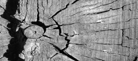 Old tree stump,  stub, stock the bottom part of a tree left projecting from the ground after most of the trunk has fallen or been cut down.の写真素材