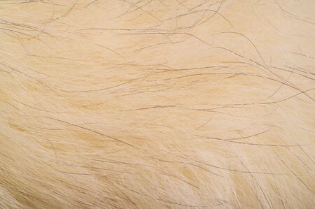 Texture background, pattern. Fox fur, Polar fox with valuable fur. gray color, and also the fur.