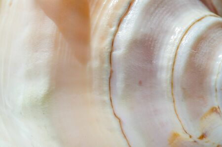 A seashell or sea shell,, also known simply as a shell, is a hard protective outer layer created by...