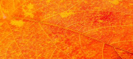 red and yellow maple leaves on a white background. When the leaves change color from green to...