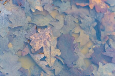 Autumn photo, colorful oak leaves in a pool of water, ice frozen on the waterの写真素材