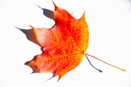 Autumn photography, colorful multicolored autumnal charming maple leaf isolated on a white...