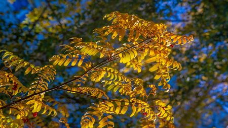 Photo of the autumn landscape. Bunches of red mountain ash on the background of bright beautiful autumn leaves.の写真素材