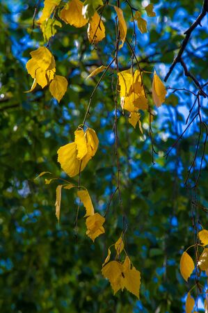 Autumn photography, leaves in the fall, At this time of the year the trees seem to come to life, breaking from orange, red and copper flowersの写真素材