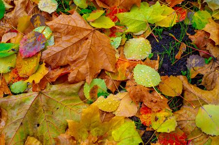 Autumn photography, leaves in the fall, At this time of the year the trees seem to come to life,...