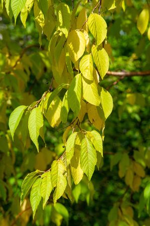 Autumn photography, leaves in the fall, At this time of the year the trees seem to come to life,...
