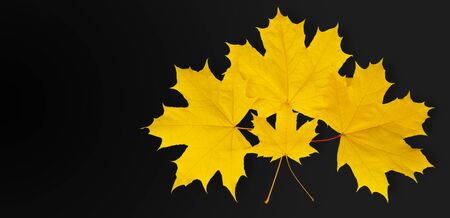 Autumn maple leavesの写真素材