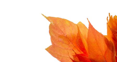 red maple leaves on a white background.の写真素材