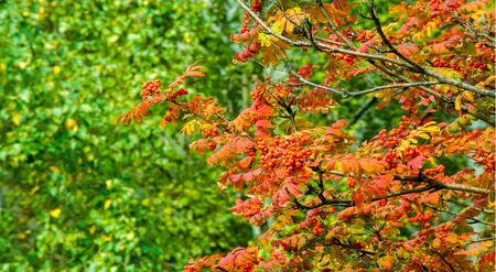 Autumn landscape photography, mountain ash in full beauty, illuminated by the colors of autumn. A tree with fruits in the form of a bunch of orange-red berries, as well as the most berriesの写真素材